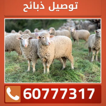ذبايح - ذبايح للبيع - توصيل ذبايح - ابومصطفى 📞 60777317  - ذبائح - غنم للبيع - اغنام للبيع - اغنام الكويت - غنم - خرفان للبيع - سوق الغنم - قصاب - ذبائح للبيع